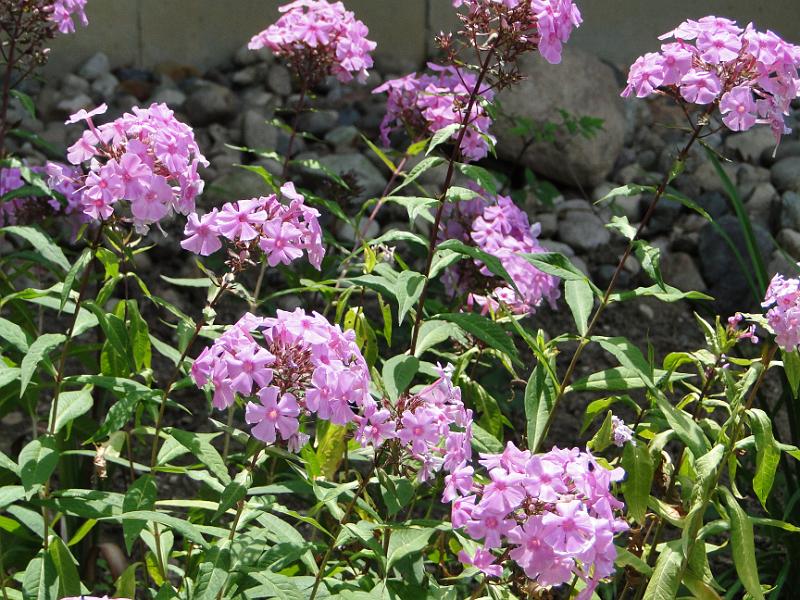 DSC00510.JPG