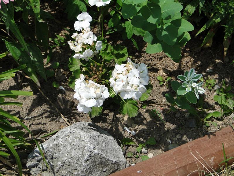DSC00516.JPG