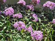 DSC00510