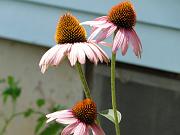 DSC00514