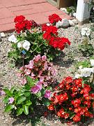 DSC00518