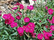 DSC00523