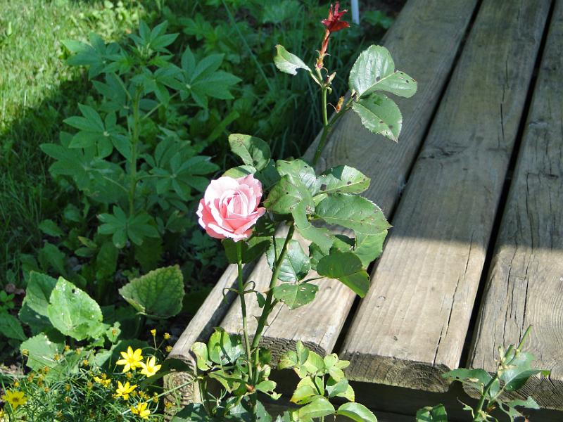 DSC00770.JPG