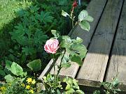 DSC00770